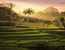 8 Daftar Sawah Terasering di Bali yang Wajib Anda Kunjungi