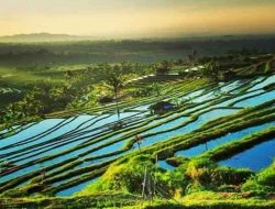 Jatiluwih Rice Terrace – Daya Tarik, Lokasi dan Harga Tiket Masuk Terbaru