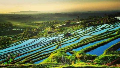 Jatiluwih Rice Terrace