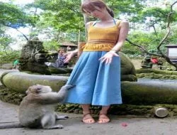 Monkey Forest Ubud – Daya Tarik, Lokasi dan Harga Tiket Masuk Terbaru