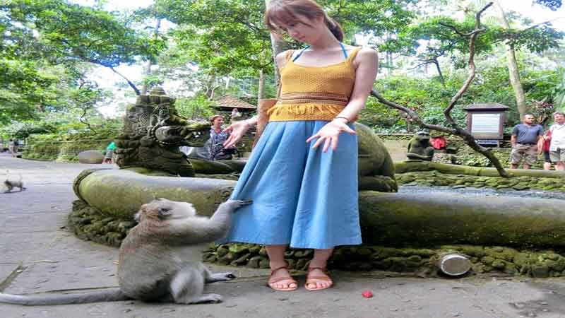 Monkey Forest Ubud - Daya Tarik, Lokasi dan Harga Tiket Masuk Terbaru