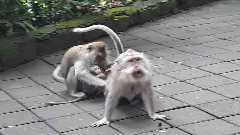 Monkey Forest Ubud - Daya Tarik, Lokasi dan Harga Tiket Masuk Terbaru