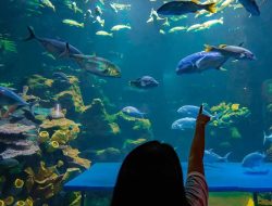 Wisata Seaworld Bali tempat liburan keluarga di Bali