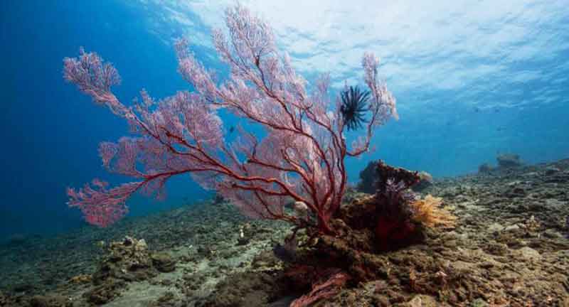 Spot Diving dan Snorkling di Karangasem Bali