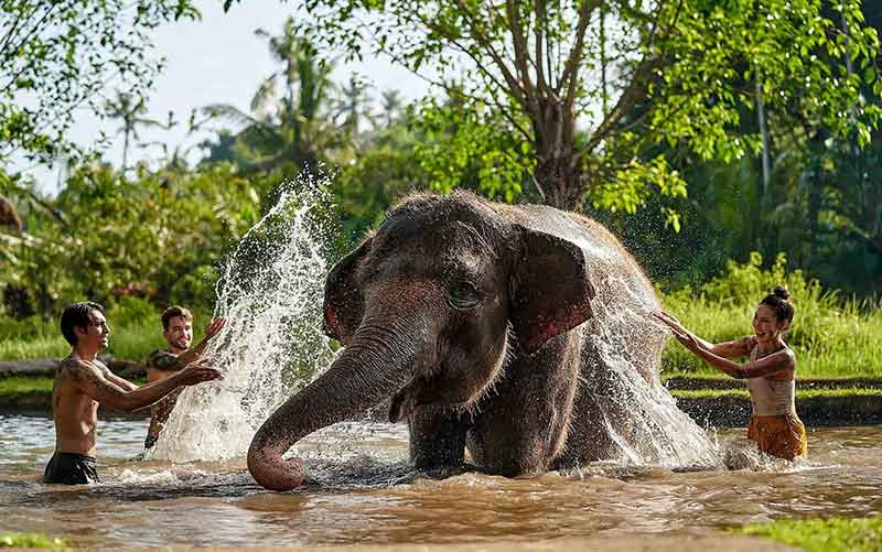 Elephant Mud di Bali Zoo