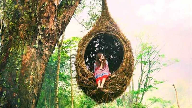 Sarang Burung Di Air Terjun Cinta