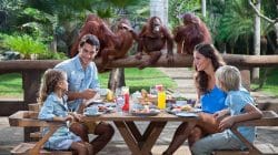 Breakfast with Orangutans; Pengalaman Seru Liburan Keluarga di Bali