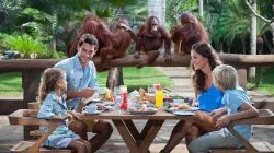 breakfast with orangutans