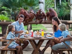 Breakfast with Orangutans; Pengalaman Seru Liburan Keluarga di Bali