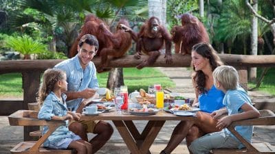 Breakfast with Orangutans; Pengalaman Seru Liburan Keluarga di Bali