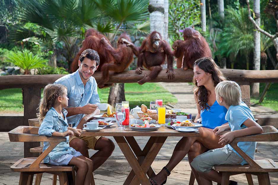breakfast with orangutans