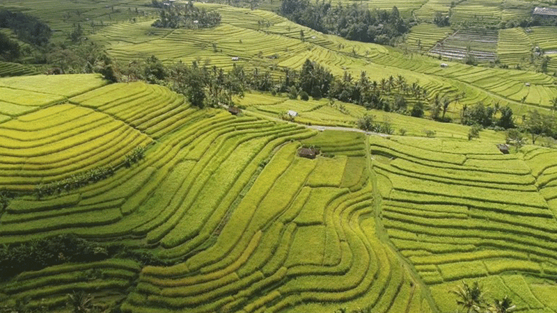 Busungbiu Rice Terrace