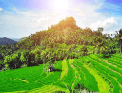 Bukit Jambul: Permata Hijau yang Tenang di Karangasem, Bali