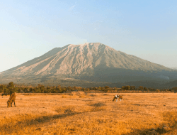 Savana Tianyar: Sepenggal Afrika di Timur Bali