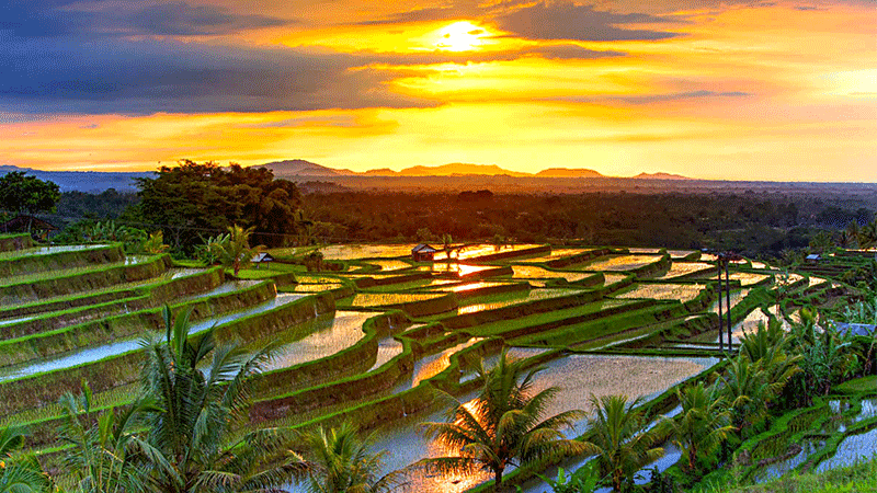 Sawah Terasering Jatiluwih