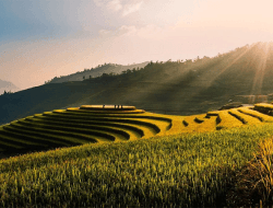 Busungbiu Rice Terrace: Surga Tersembunyi di Bali Utara