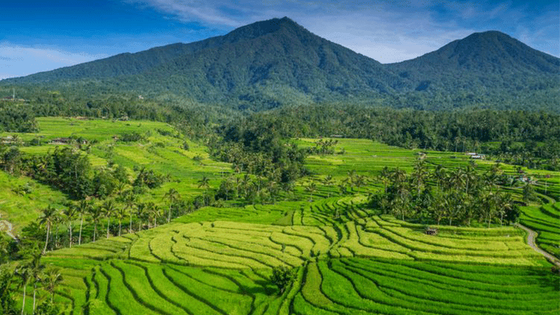 Sawah Terasering Jatiluwih