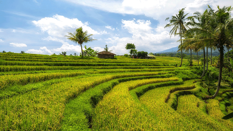 Sawah Terasering Jatiluwih