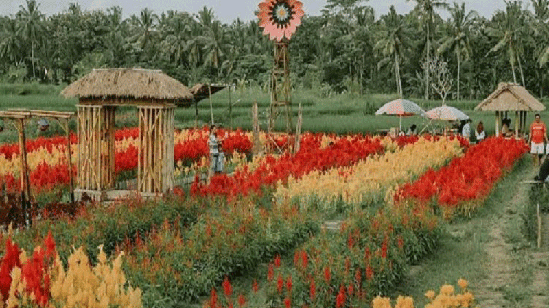 Daya tarik Sun Flowers Belayu