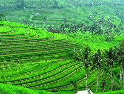 Jatiluwih Rice Terraces: Surga Alam Hijau di Bali