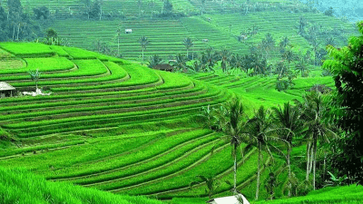 Jatiluwih Rice Terraces: Surga Alam Hijau di Bali