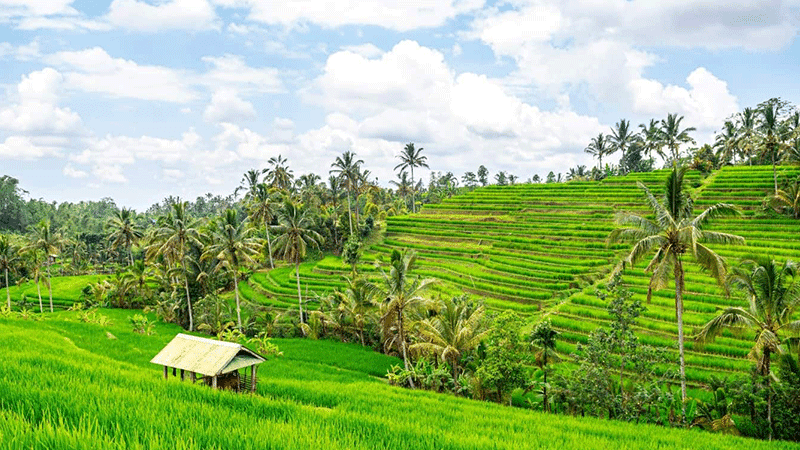 Jatiluwih Rice Terraces