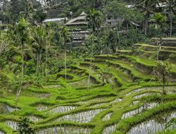 Tegallalang Rice Terrace: Lukisan Alam yang Hidup di Jantung Bali