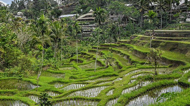 Daya Tarik Tegallalang Rice Terrace