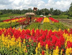 Sun Flowers Belayu: Ladang Bunga Matahari Tersembunyi Bali