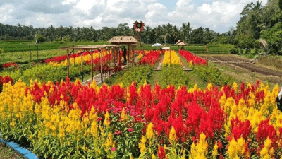 Sun Flowers Belayu: Ladang Bunga Matahari Tersembunyi Bali