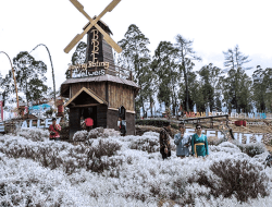 Taman Edelweis Bali: Keindahan Abadi di Lereng Gunung Agung