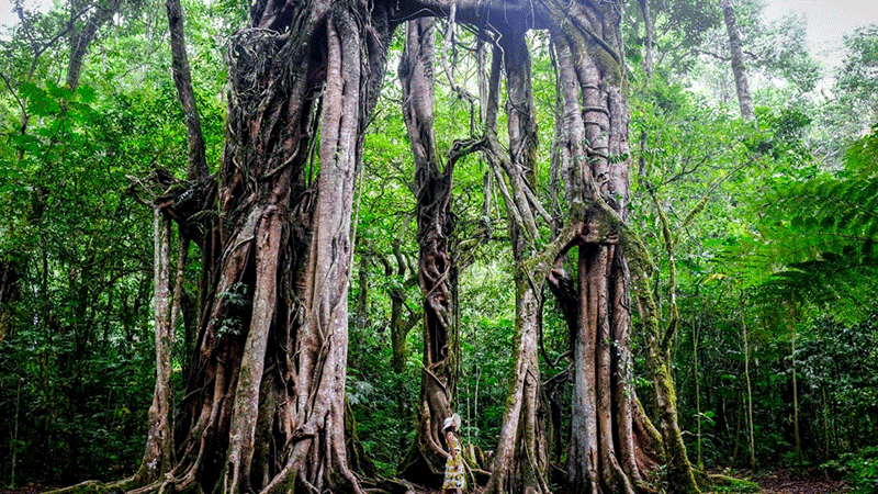 Lokasi Bali Botanic Garden