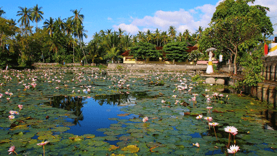 Lotus Lagoon Candidasa: Surga Teratai Indah di Bali Timur