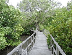 Hutan Mangrove Bali: Keindahan Hijau Tersembunyi di Tengah Denpasar