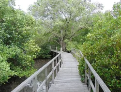 Hutan Mangrove Bali: Keindahan Hijau Tersembunyi di Tengah Denpasar