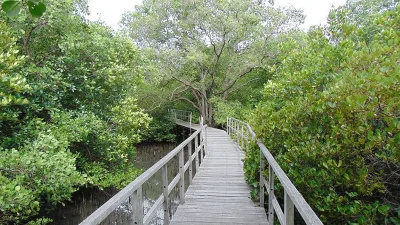 Hutan Mangrove Bali