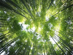 Hutan Bambu Penglipuran: Surga Hijau di Tengah Bangli