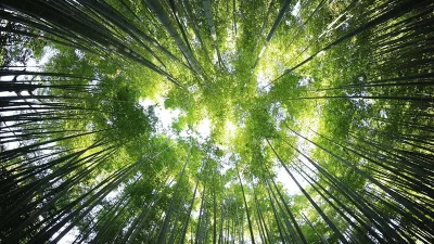 Hutan Bambu Penglipuran