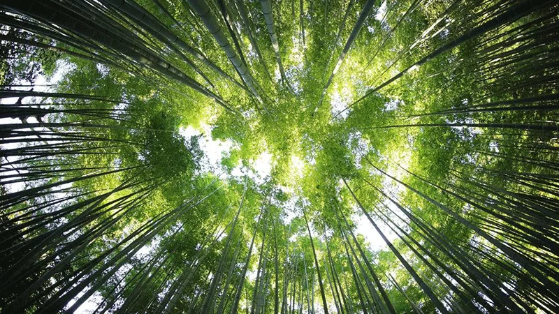 Hutan Bambu Penglipuran