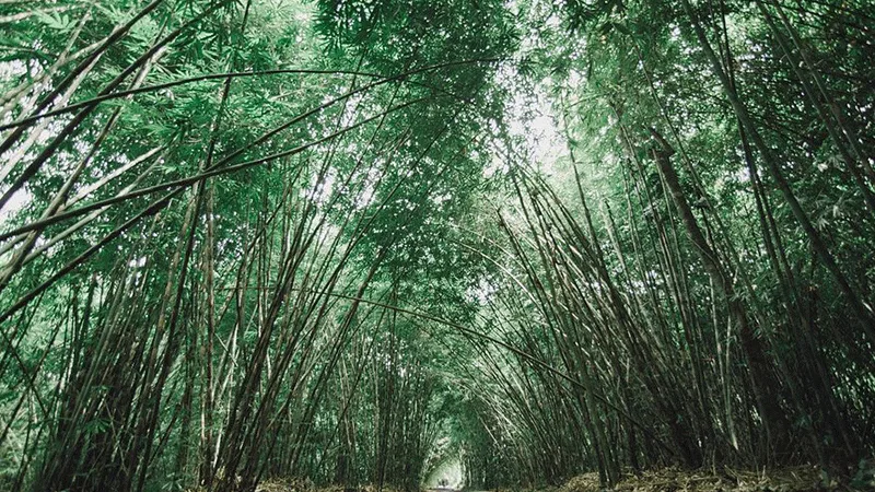 Lokasi Hutan Bambu Penglipuran